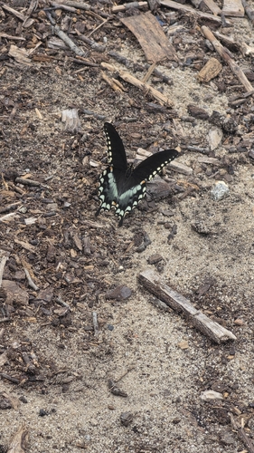 Spicebush Swallowtail