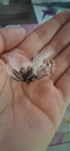 Plume de Chevalier culblanc