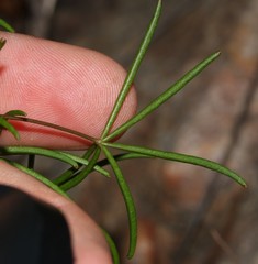 Oxalis polyphylla pentaphylla
