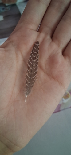 Plume de Chevalier culblanc
