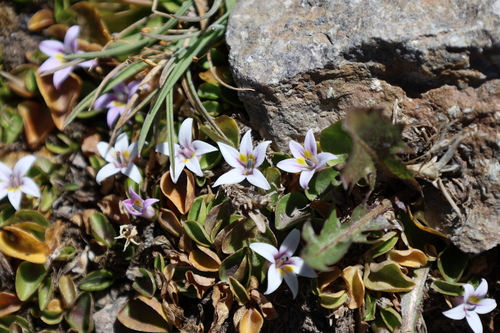 Lobelia oligophylla