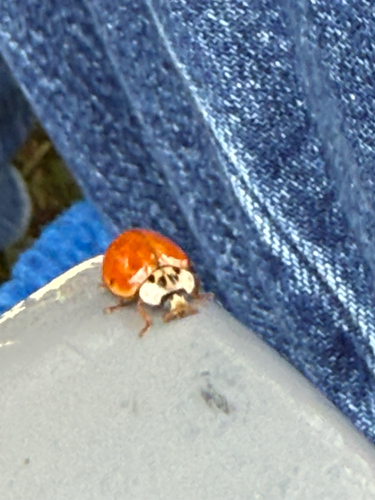 Asian Lady Beetle