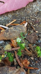 Arenaria serpyllifolia