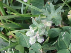Geranium molle