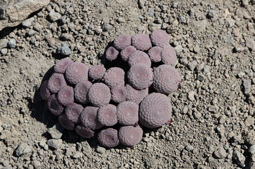 Viola atropurpurea, photograph 5
