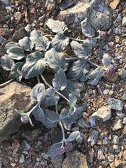 Asclepias solanoana