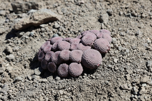 Viola atropurpurea, photograph 3