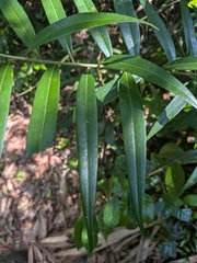 Ocotea guianensis