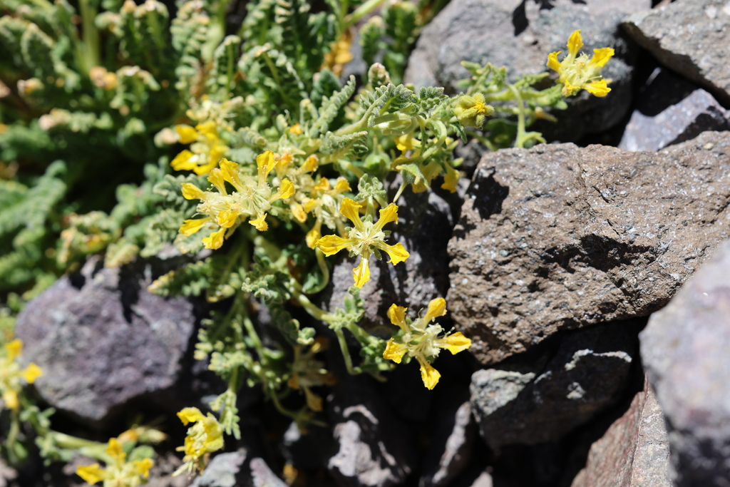 Loasa caespitosa (Loasa caespitosa)