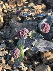Asclepias solanoana