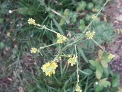 Sisymbrium officinale