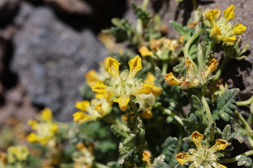 Loasa caespitosa (Loasa caespitosa)