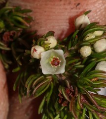 Erica aemula