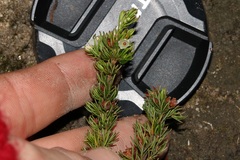 Erica aemula