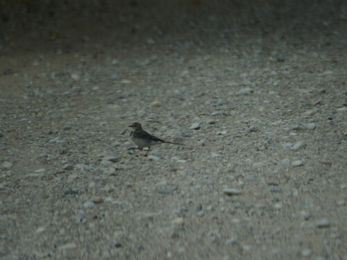 White Wagtail