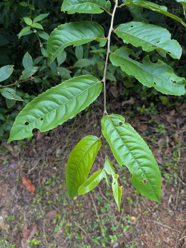 Banara guianensis, 2026-08-22