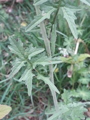 Sisymbrium officinale