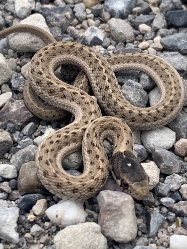 Western Terrestrial Garter Snake