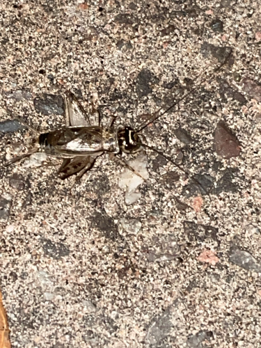 Verge Cricket, Habsburgerstraße, Freiburg im Breisgau, Baden-Württemberg, DE, photo 9 of 10