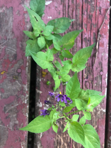 bittersweet nightshade