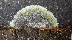 Protoparmeliopsis muralis