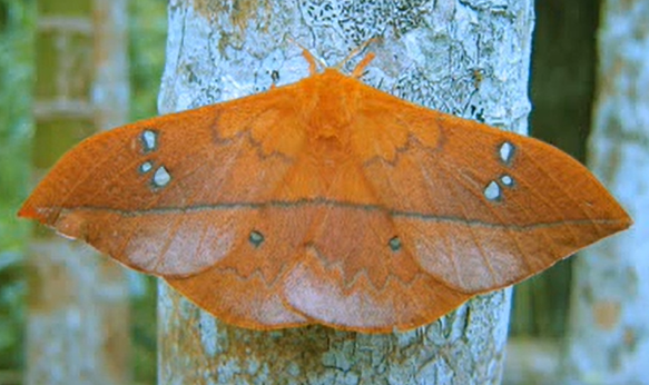 Cricula Silkmoth (Cricula trifenestrata) · iNaturalist