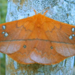 Cricula Silkmoth - Photo (c) rpdiversity, some rights reserved (CC BY-NC)