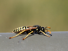 Polistes gallicus