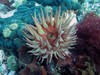 Dahlia Anemone - Photo (c) Travis, some rights reserved (CC BY-NC)