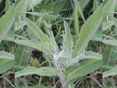 Centaurea nigra