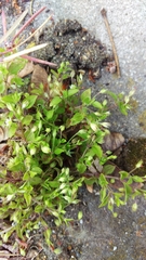 Moehringia trinervia