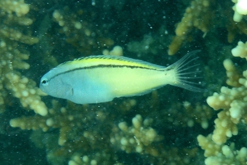 Meiacanthus nigrolineatus observed 2026-05-29