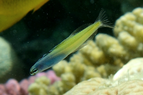 Plagiotremus townsendi observed 2026-06-04