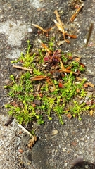 Sagina procumbens
