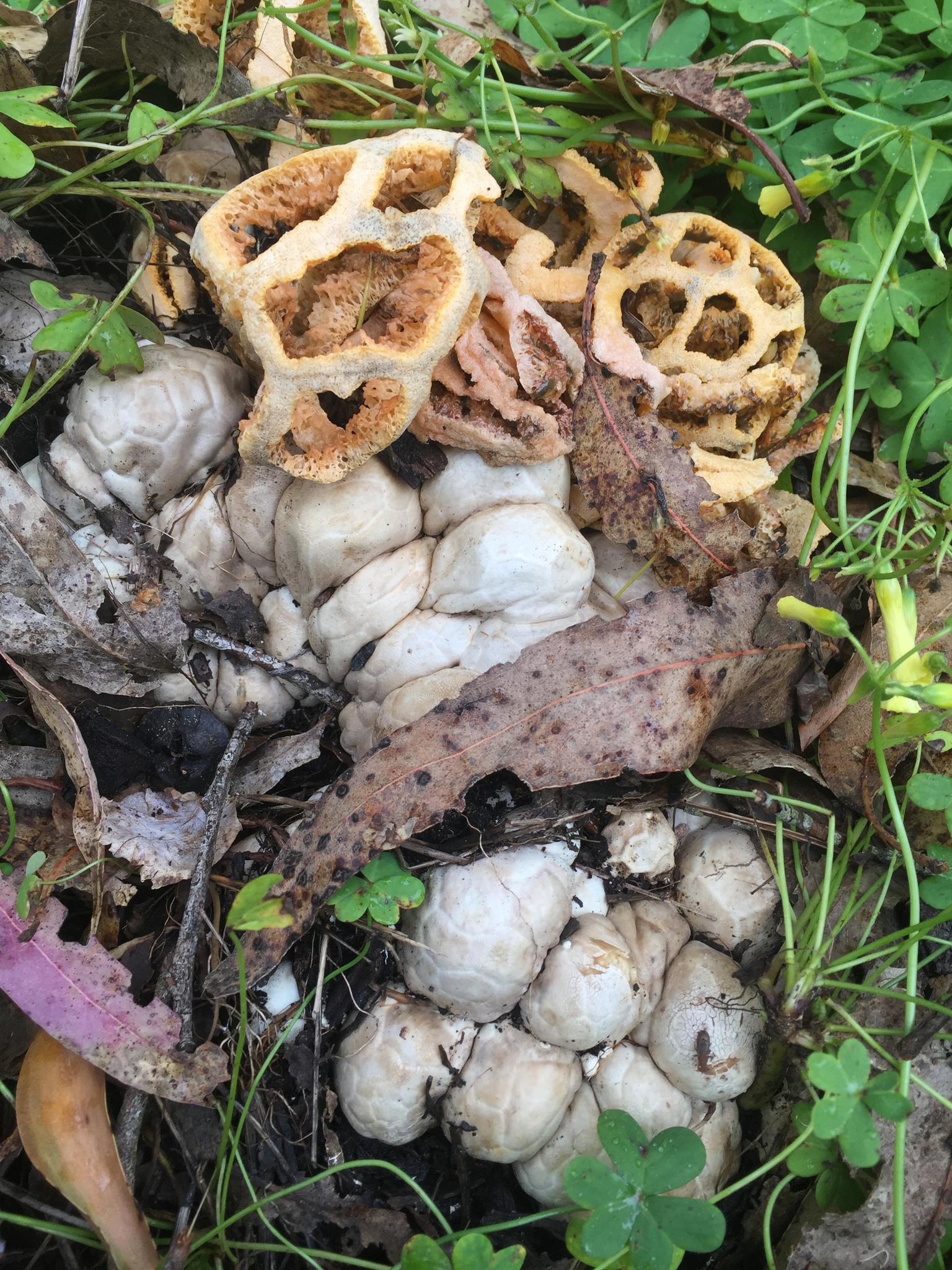 Clathrus image