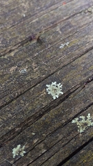 Protoparmeliopsis muralis