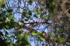 Accipiter cooperii