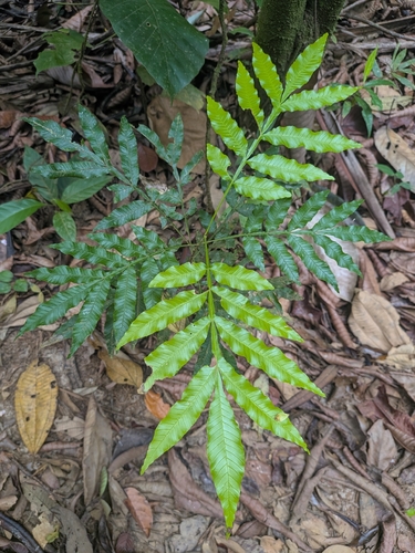 Touroulia guianensis (Touroulia guianensis)