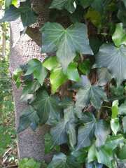Hedera helix