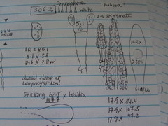 Peniophorella pubera