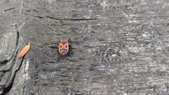 Pyrrhocoris apterus