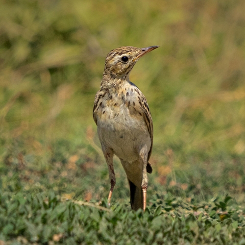 Tawny Pipit
