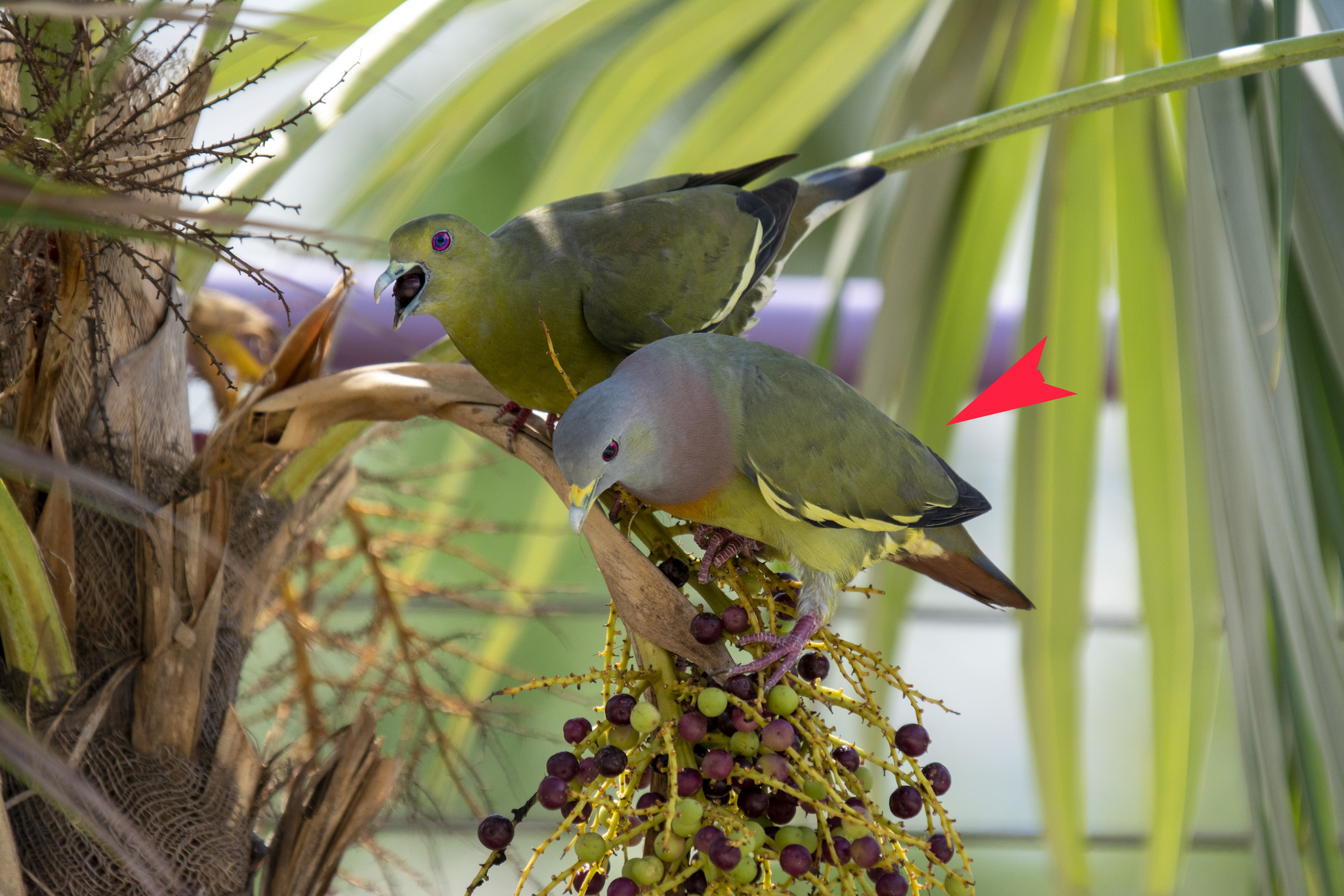 Pink-necked Green-Pigeon (Treron vernans)