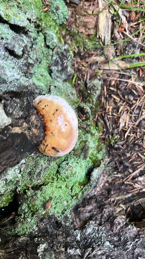 Northern Red Belt · August 2026 · photo: Photo: (c) Sheila Furlong, some rights reserved (CC BY-SA) · iNaturalist