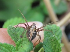 Oxyopes lineatus