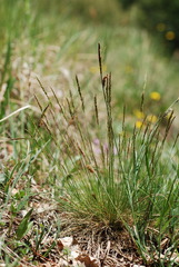 Festuca filiformis