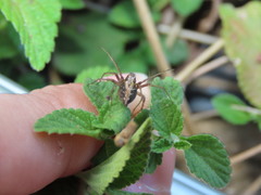 Oxyopes lineatus