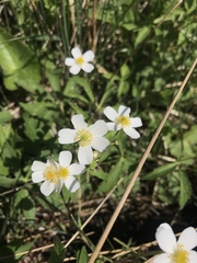 Ranunculus aconitifolius