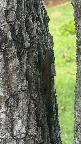 Bark Anole