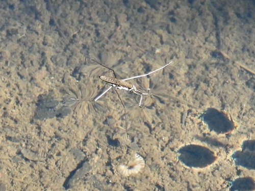 North American Common Water Strider